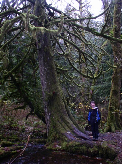 Waukeena Mult Falls 11.26.05 039 